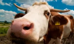 国产精品牛牛热在线视频国产,国产生态下的创新娱乐体验